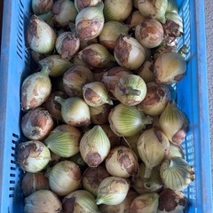 淡路島産 新玉ねぎ S～2S 規格外 20kg 小玉 玉ねぎ 早生七宝 南あわじ市まで取りに来られる方限定の画像
