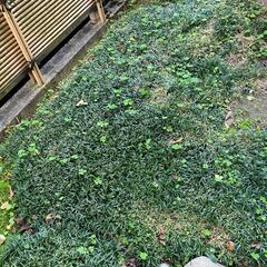 玉竜の画像
