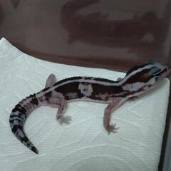 オレオヘテロゴースト − 福岡県