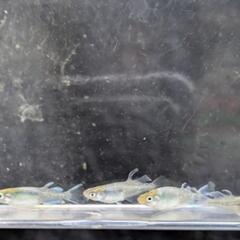 ミックス　　サムライの画像