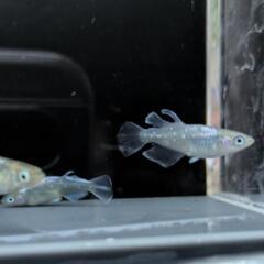 ミックス　　サムライの画像