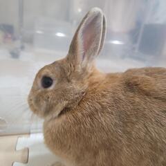 一歳の女の子🐰避妊手術済
