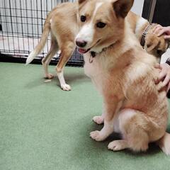 シャイボーイ　おかか　保護犬　雑種 - 里親募集