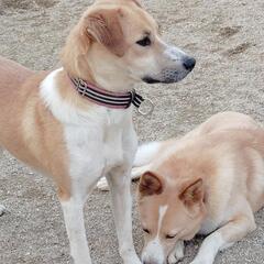 再投稿(;_;)　穏やかな　ニーナ　保護犬　雑種　 − 岡山県