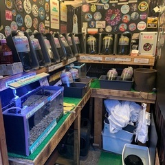 【五桜メダカ】 5月9日　横須賀めだか無人販売