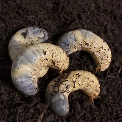 カブトムシ幼虫お譲りします｜虫かご持参で無料／ケース付きは+600円（※5月中旬まで限定）の画像