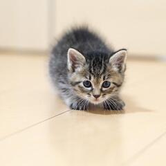 ☺️全国動物好きさんメンタルグルチャ☺️