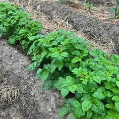 【桑名市】農薬不使用の野菜収穫体験！じゃがいも掘り＆夏野菜もあるかも【6月・土日午後】の画像