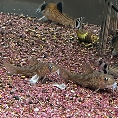最終値引きコリドラスホワイトヴィクトリアペア(熱帯魚水槽)
