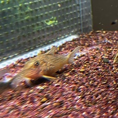 コリドラスケルビヌス親個体セット(熱帯魚、金魚、メダカ水槽)の画像