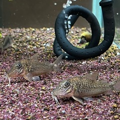 コリドラスケルビヌス親個体セット(熱帯魚、金魚、メダカ水槽)の画像