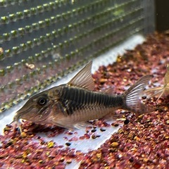コリドラスspペルーロングセット(熱帯魚、金魚、メダカ水槽)の画像
