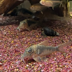 コリドラスspペルーロングセット(熱帯魚、金魚、メダカ水槽)の画像