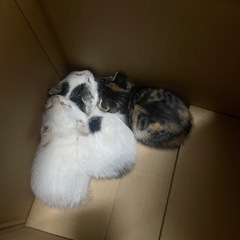 野良猫ちゃん敷地内で産みました