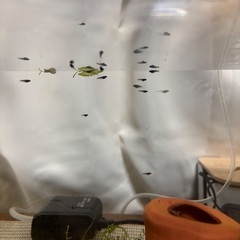 〜お話し中〜オロチ半ダルマ、ショートの稚魚の画像