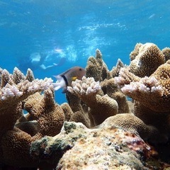 沖縄〜離島〜三線〜島唄好きの人