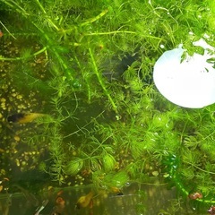 お取引決まりました🍀水草🍀マツモ沢山の画像