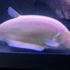 アルビノスポットナイフ
