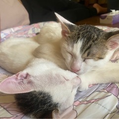 兄弟猫(里親募集中)