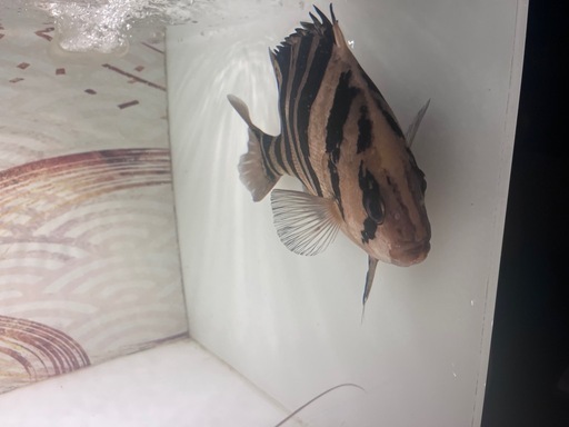 ダトニオプラスワン