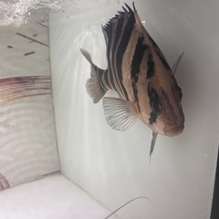 ダトニオプラスワン