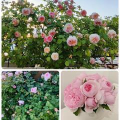 【今週末のみ】薔薇の季節 お裾分け ガーデンローズ ブーケ  薔...