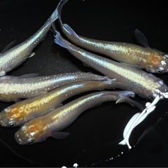 メダカレッドクリフ 2ペア＋2匹 めだかの画像