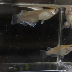 メダカレッドクリフ 2ペア＋2匹 めだかの画像