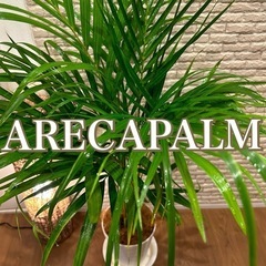 いつも高評価✨頂く観葉植物【アレカヤシ】✨⓶