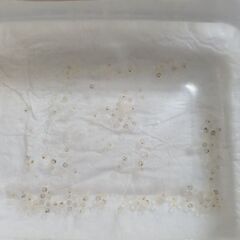 メダカの卵の画像