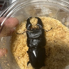 スマトラオオヒラタクワガタ　オス1匹
の画像