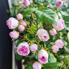【今週末のみ】薔薇の季節 お裾分け ガーデンローズ ブーケ  薔薇 20本 の画像