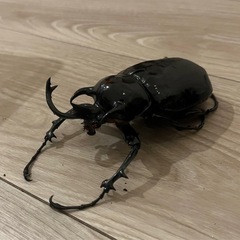 【成虫♂単品】マルスゾウカブト