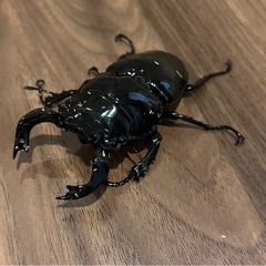 【成虫ペア(♂80mmUP】タランドゥスオオツヤクワガタ