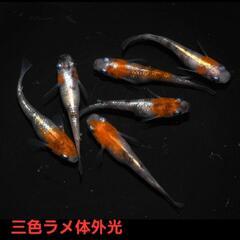 取引中【改良メダカ】🐠三色ラメ体外光🐠有精卵🐠30個+α🐠No.3
