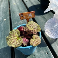 ユキノシタ　1株