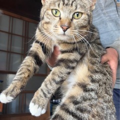 地域猫さんをお迎えしませんか？✨