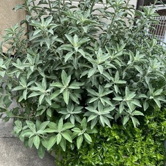 【お取り引き中】
地植えホワイトセージ　