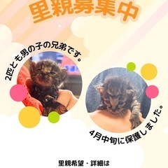 里親募集中 4月中旬に保護した男の子兄弟