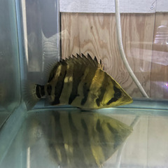 ダトニオ　20センチ