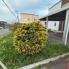 庭木 コニファー種