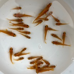 楊貴妃メダカ1ペアの画像