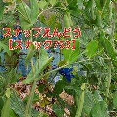 No.138　美肌効果‼️⑭激甘スナップえんどう【スナック753】1袋200g強入り‼️1袋300円‼️相場道の駅1袋400円～＋税‼新鮮獲れたて‼️の画像