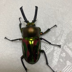 虹色クワガタ   2ペアセット
