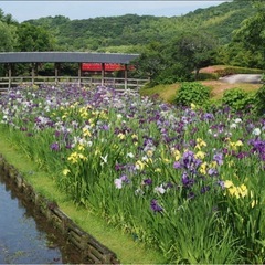 花菖蒲園まつりへ　　あと2名募集