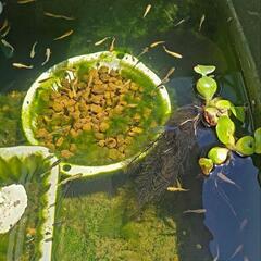 【受付終了】メダカ差し上げます🐟④の画像