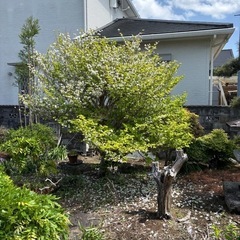シロヤシオツツジ　　植栽込み
