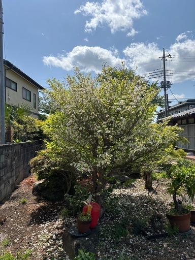 シロヤシオツツジ　　植栽込み