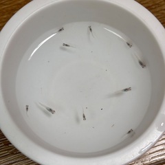 メダカ　マリアージュ稚魚10匹の画像