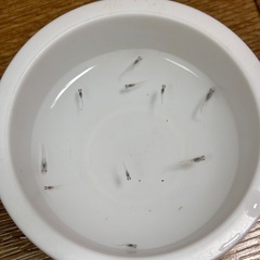 メダカ　マリアージュ稚魚10匹の画像